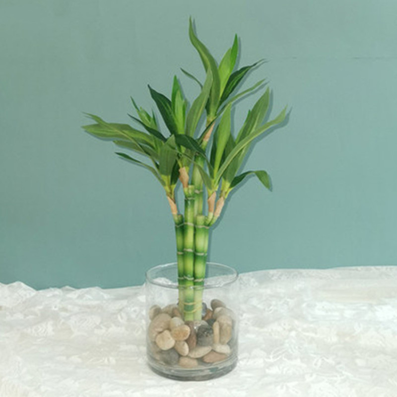 Aquarium Marine Tank - 새로운 40cm rFtificial 행운의 대나무 즙이