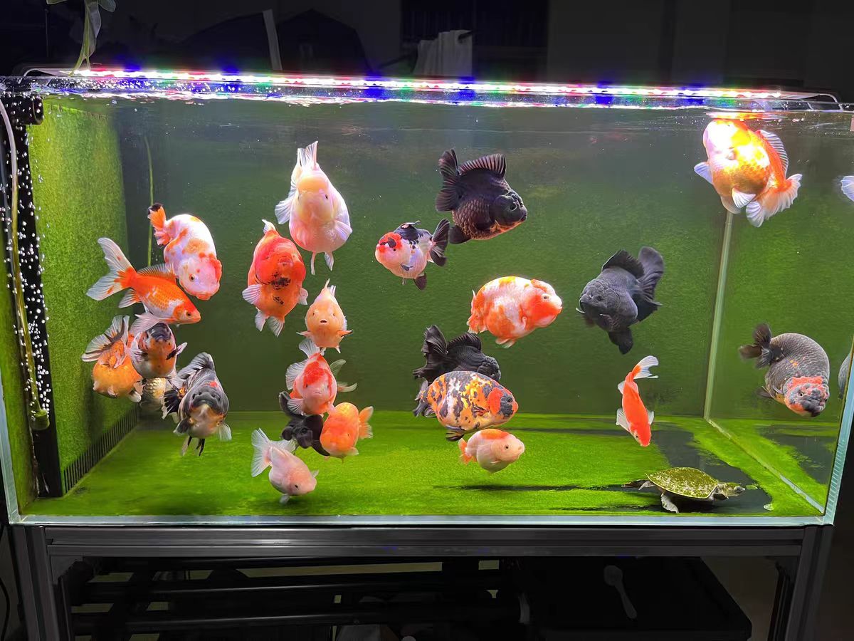 해수어항용 LED 수족관 조명, 해양 조명 시스템으로  - Aquarium Marine Clearwater 리뷰 및 가격
